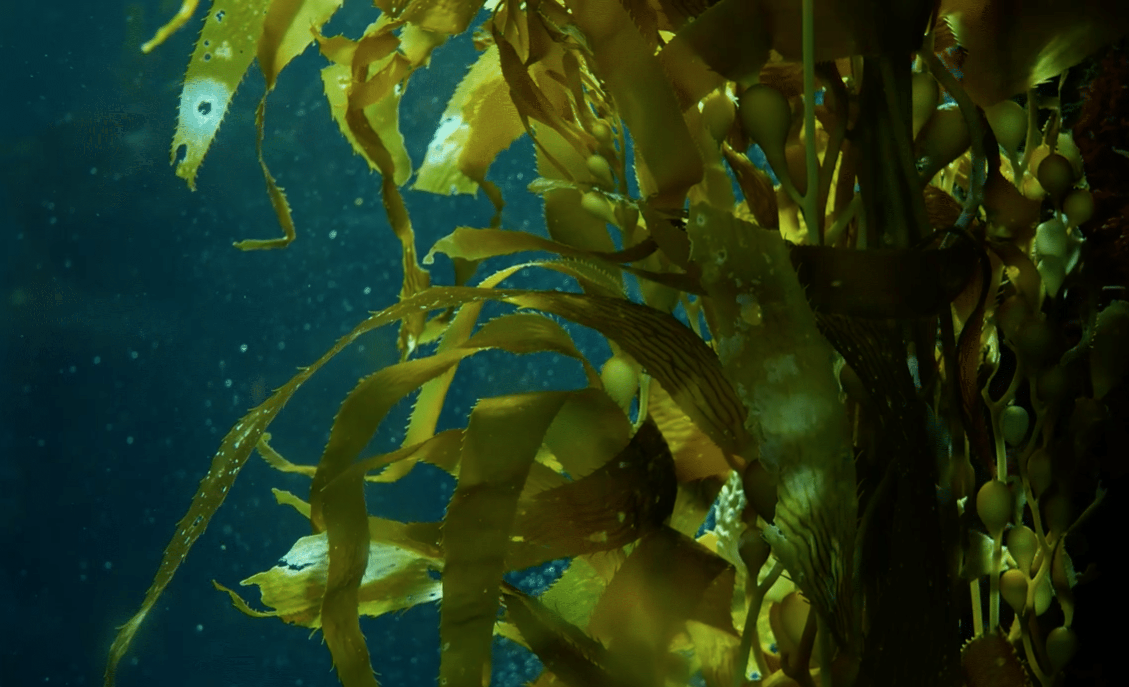 Seaweed under the sea.
